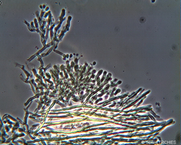 Crosta dubbia - foto 5524 (Hyphodontia gossypina?)